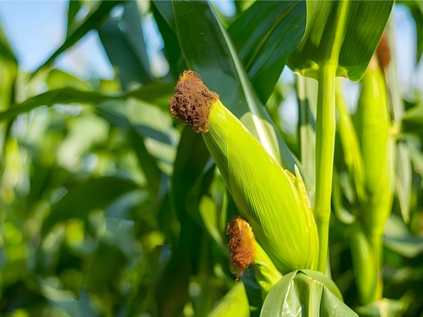 Fermented Sophorolipid